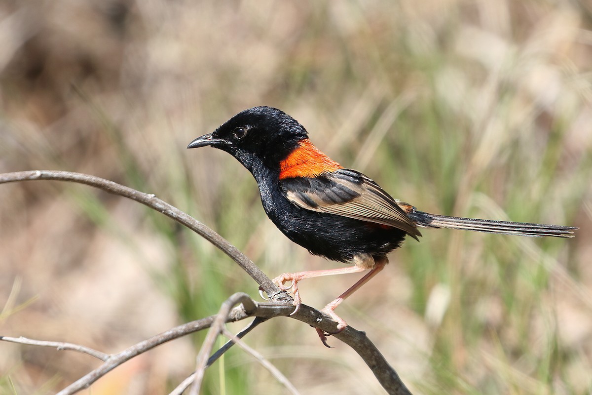 Red-backed Fairywren - ML641326935