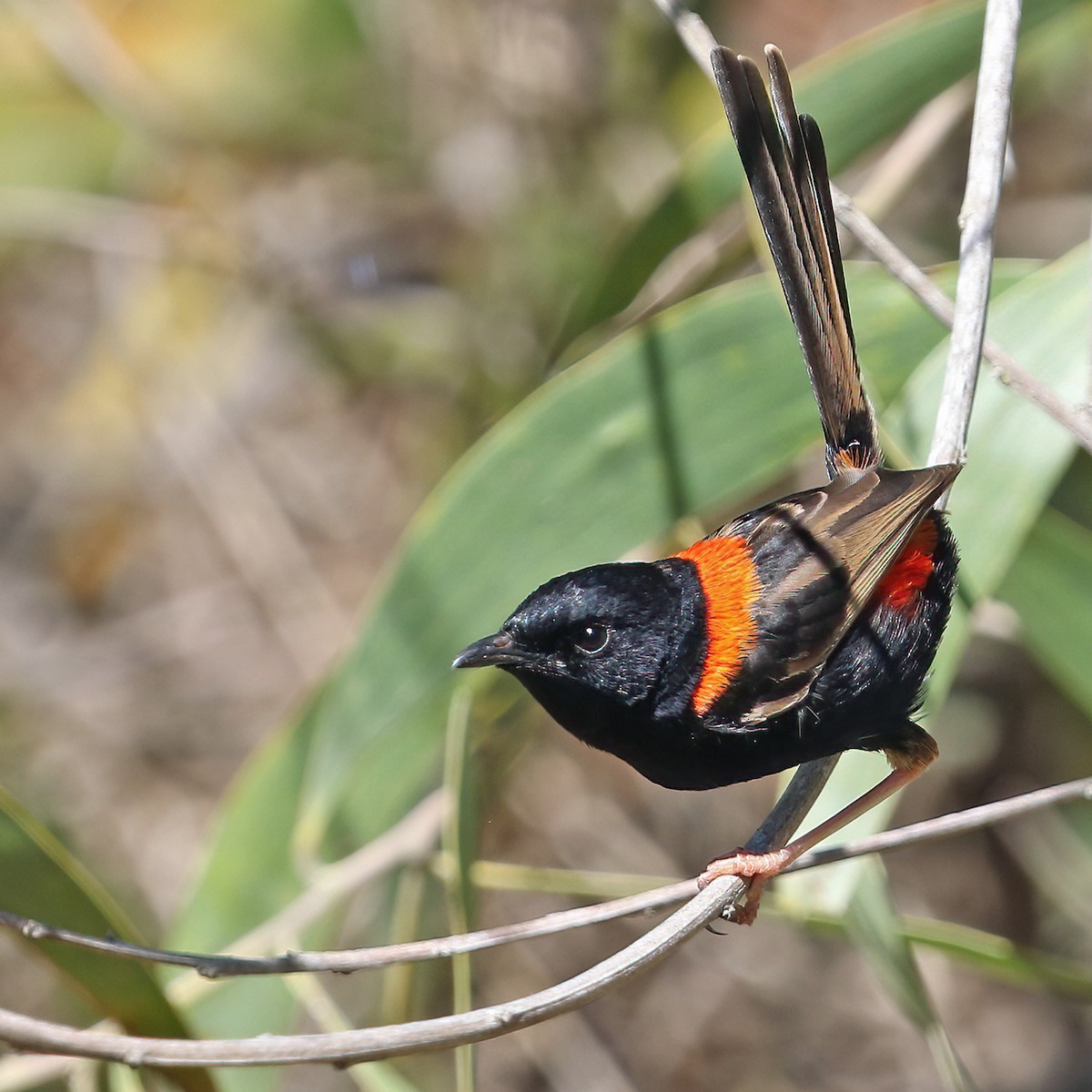 Red-backed Fairywren - ML641326937