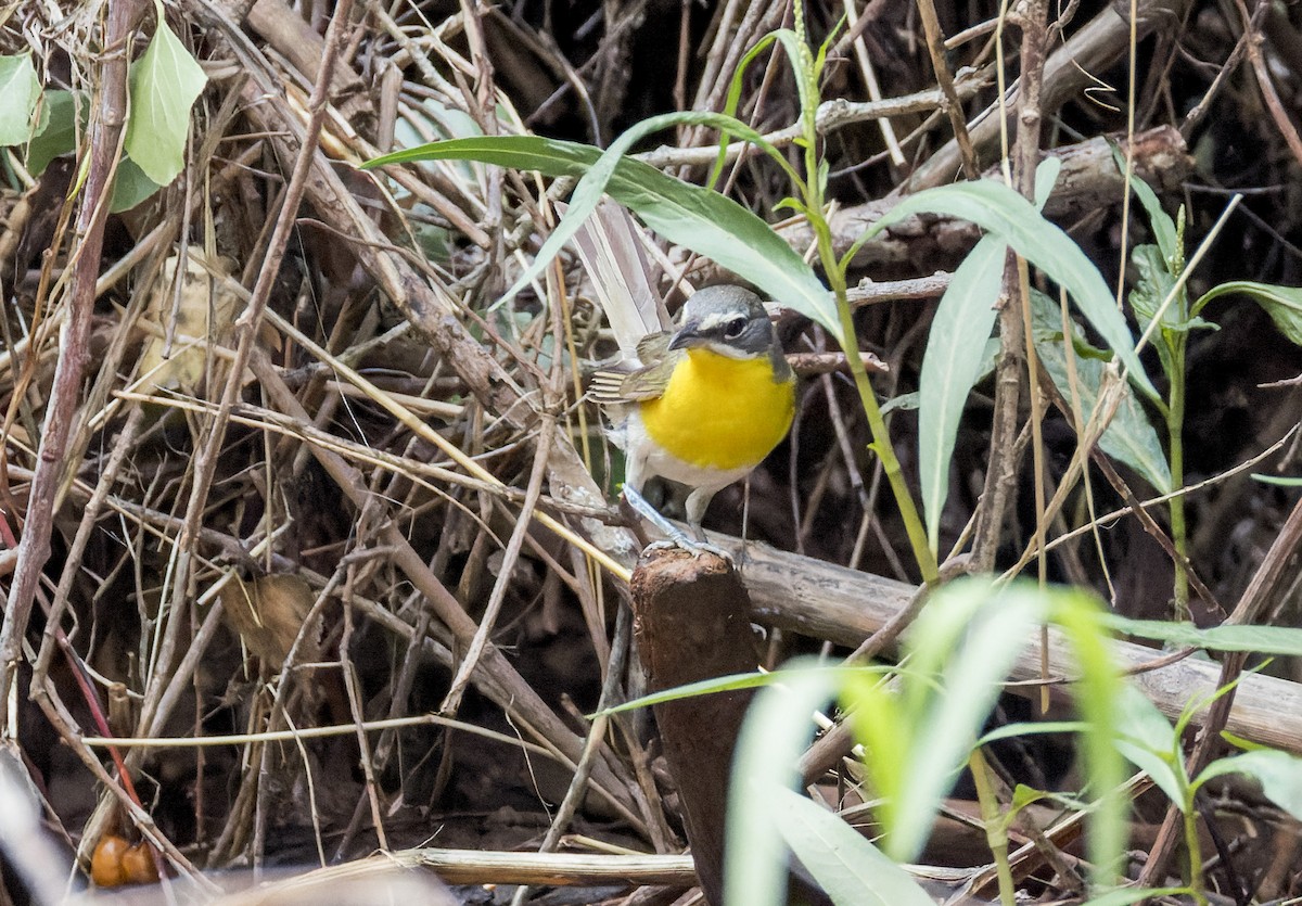 Yellow-breasted Chat - ML641326938
