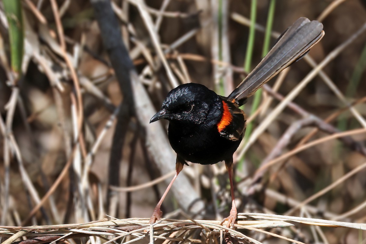 Red-backed Fairywren - ML641326939