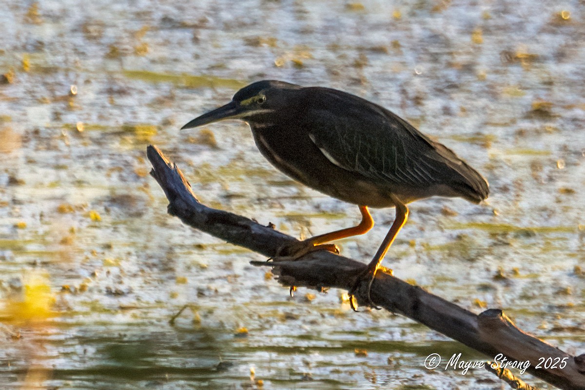 Green Heron - ML641326950