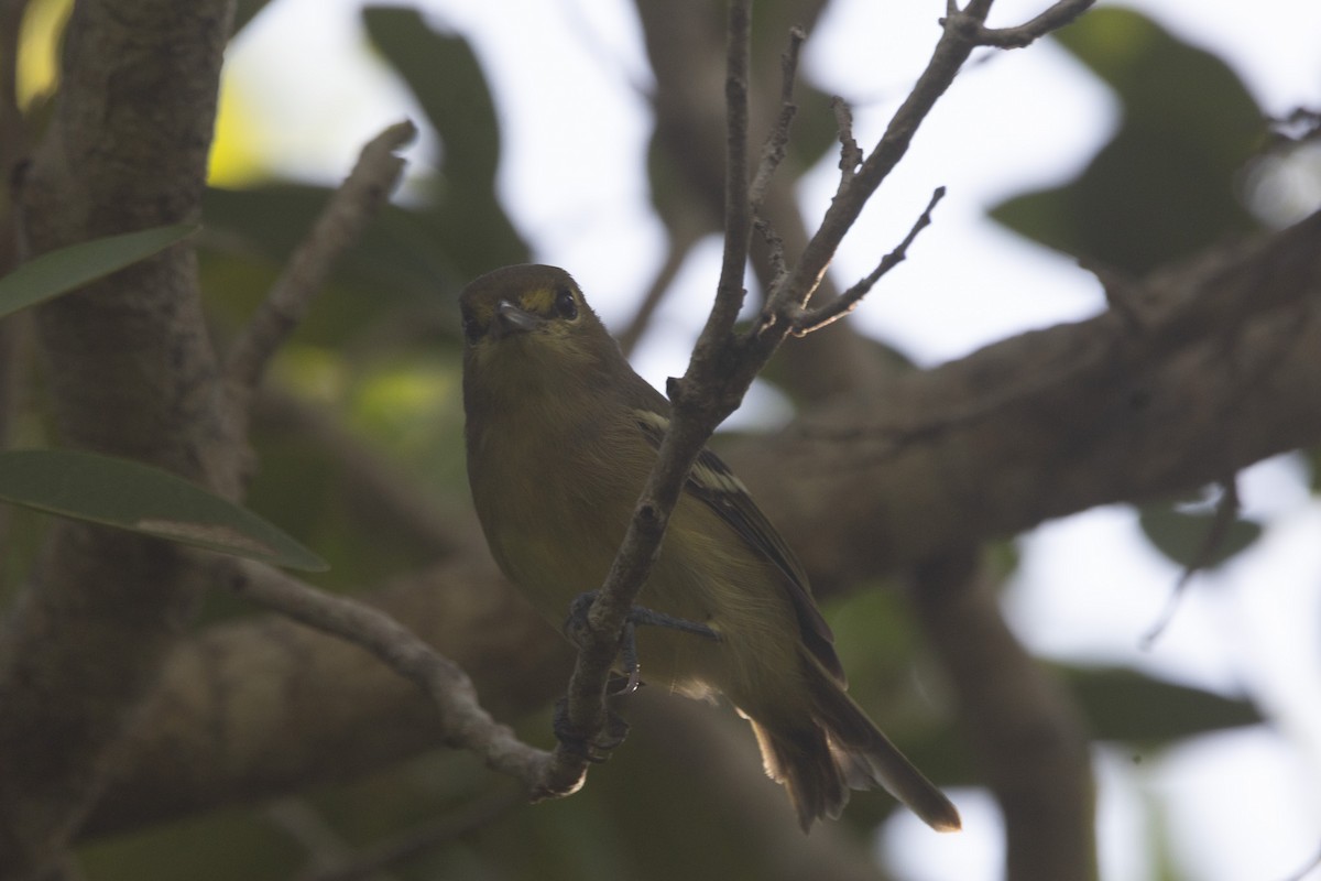 Thick-billed Vireo - ML641326971