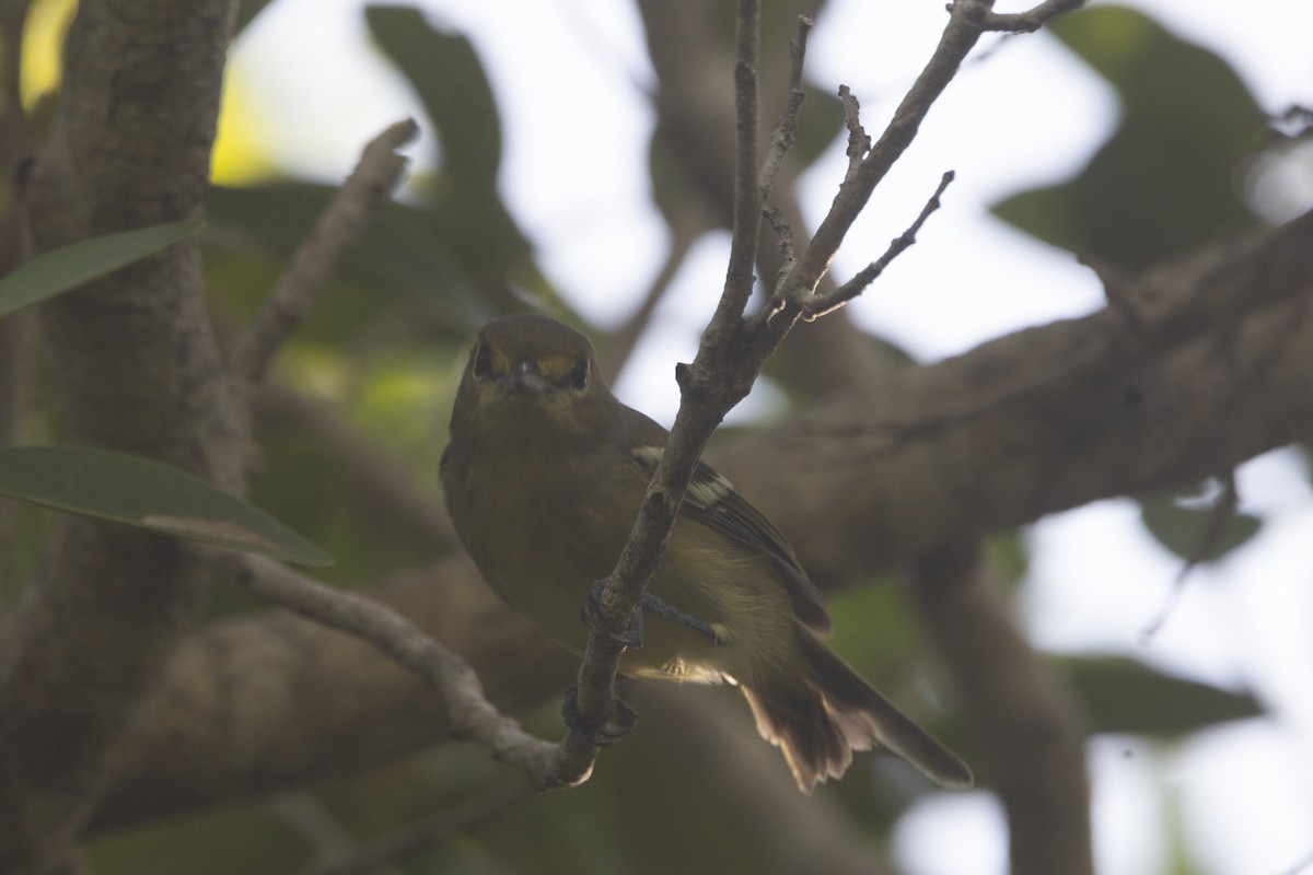 Thick-billed Vireo - ML641326972