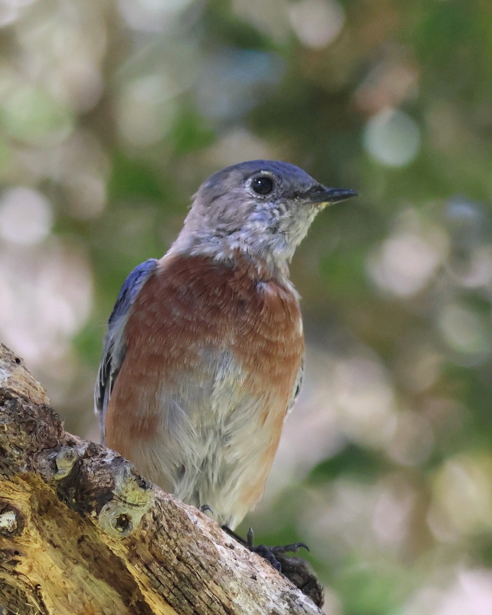 Western Bluebird - ML641326985