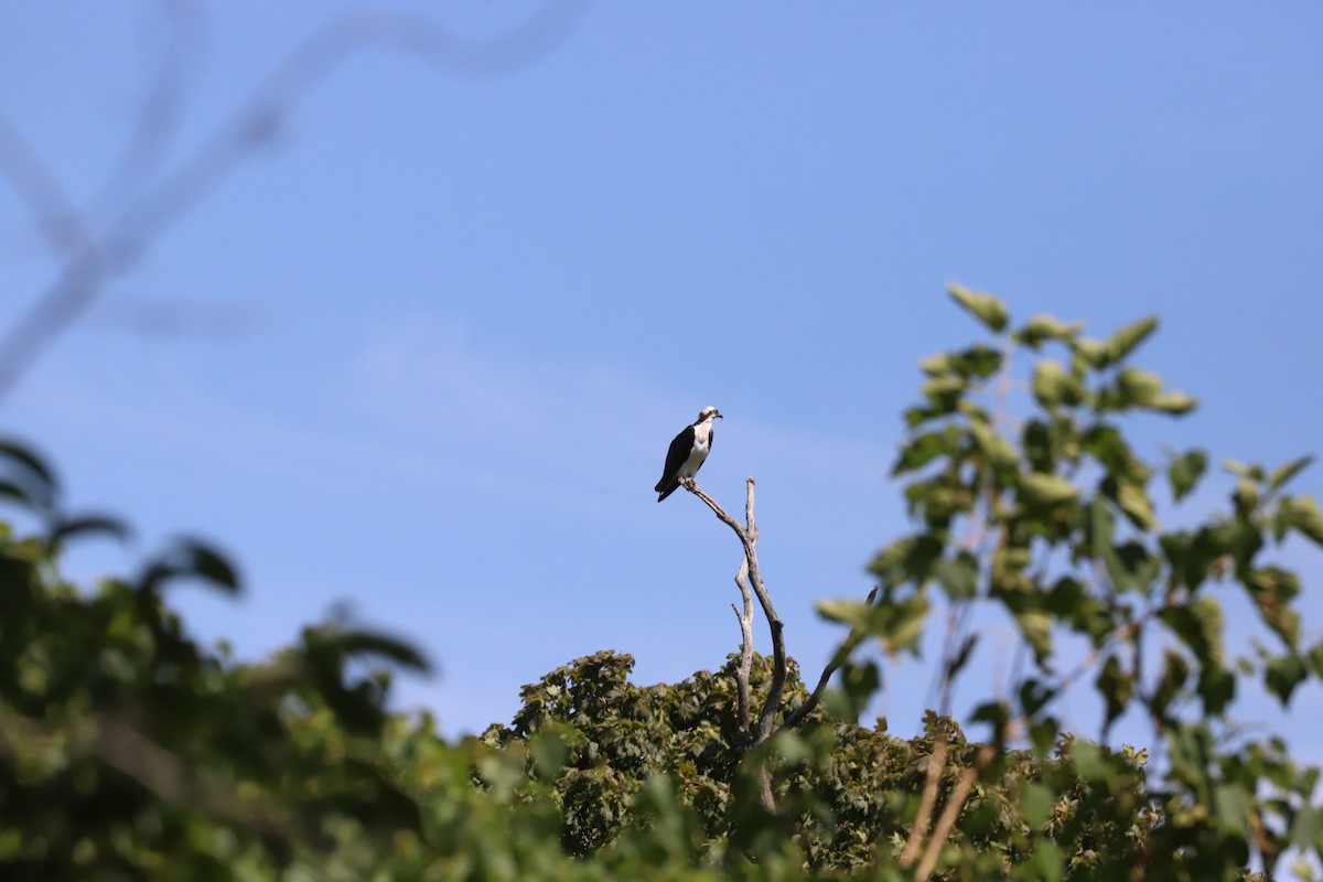 Águila Pescadora - ML641326998