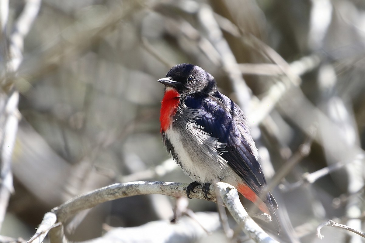 Mistletoebird - ML641327011