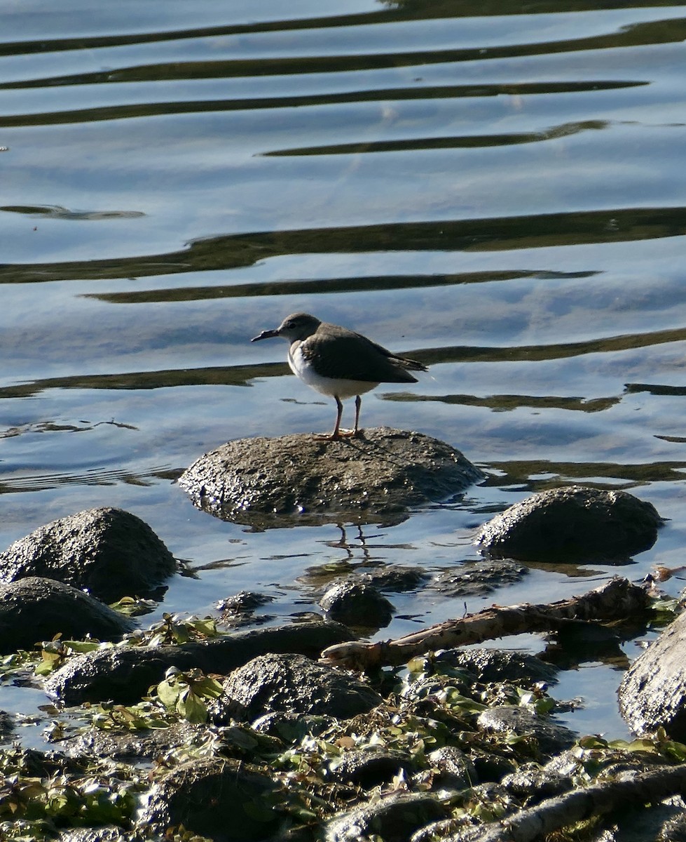 Spotted Sandpiper - ML641327039