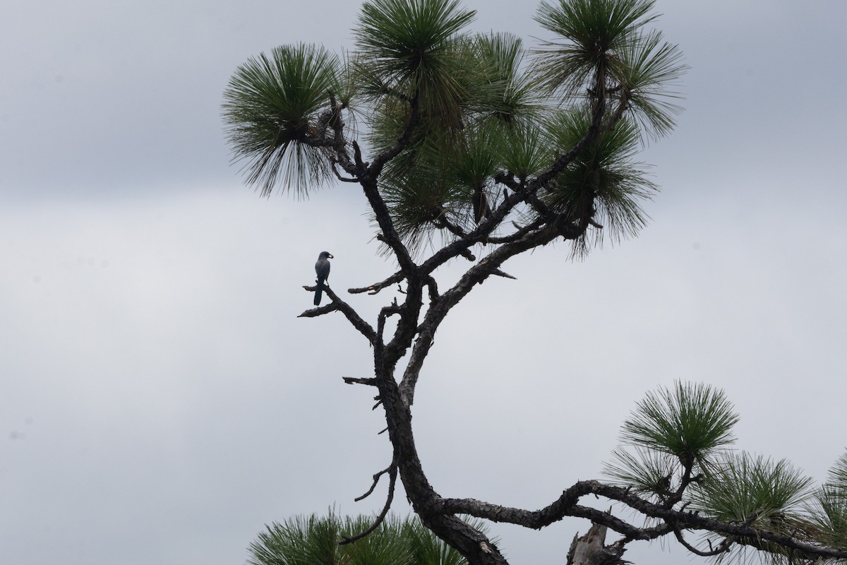 Florida Scrub-Jay - ML641327081