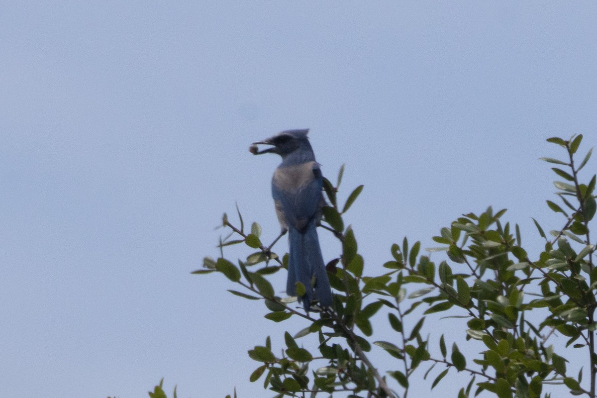 Florida Scrub-Jay - ML641327083