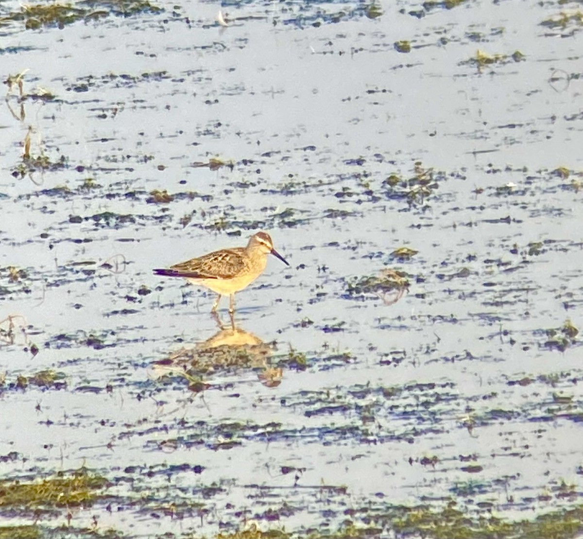 Stilt Sandpiper - ML641327090