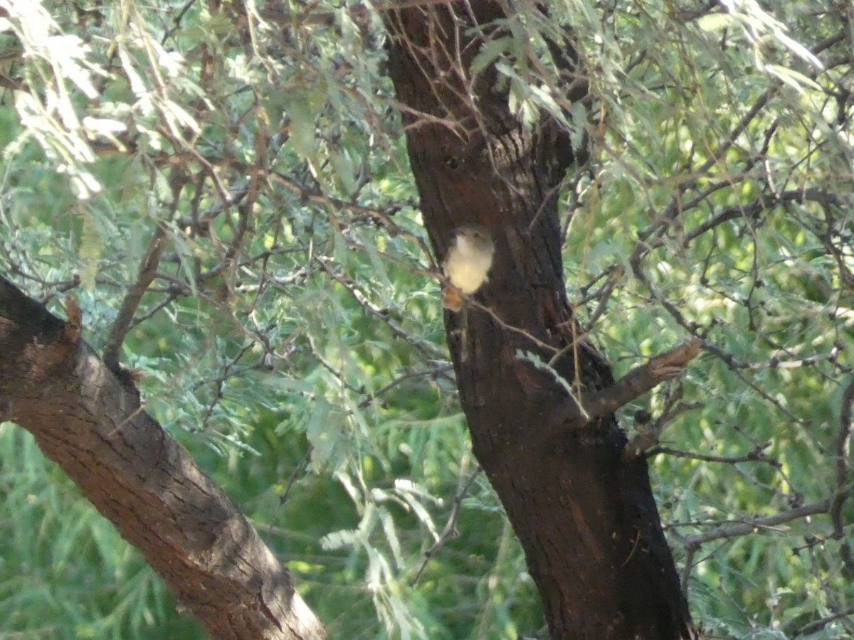 Nutting's Flycatcher - ML641327100