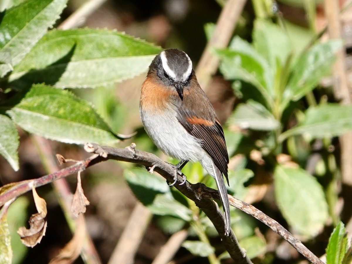 Rufous-breasted Chat-Tyrant - ML641327107