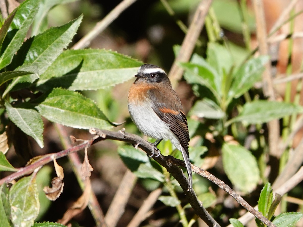 Rufous-breasted Chat-Tyrant - ML641327108
