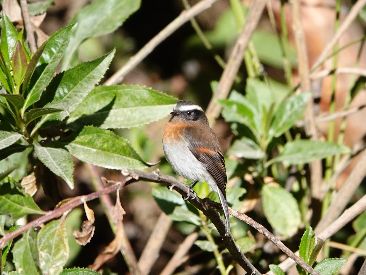 Rufous-breasted Chat-Tyrant - ML641327109
