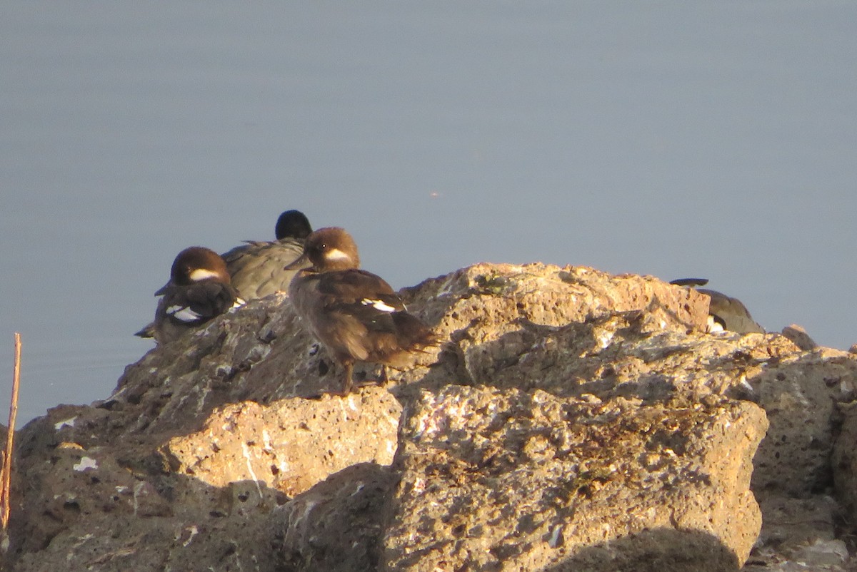Bufflehead - ML641327146