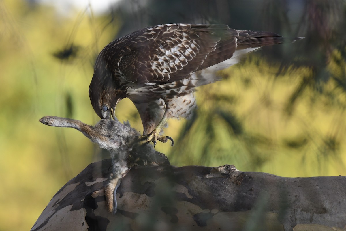 Red-tailed Hawk - ML641327158