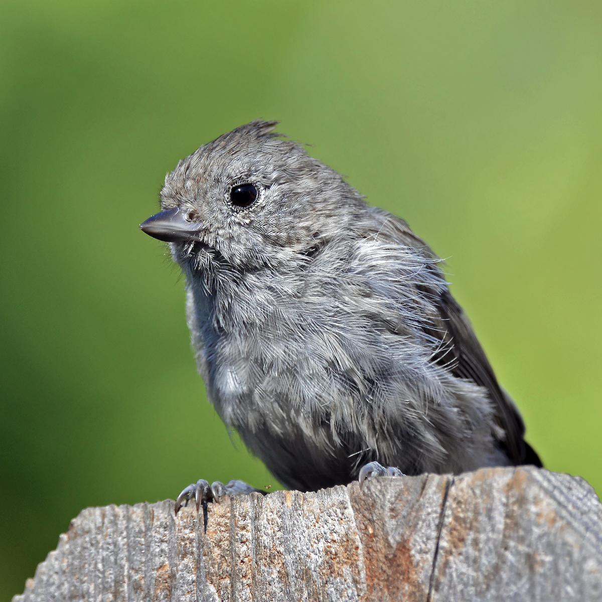 Oak Titmouse - ML641327198