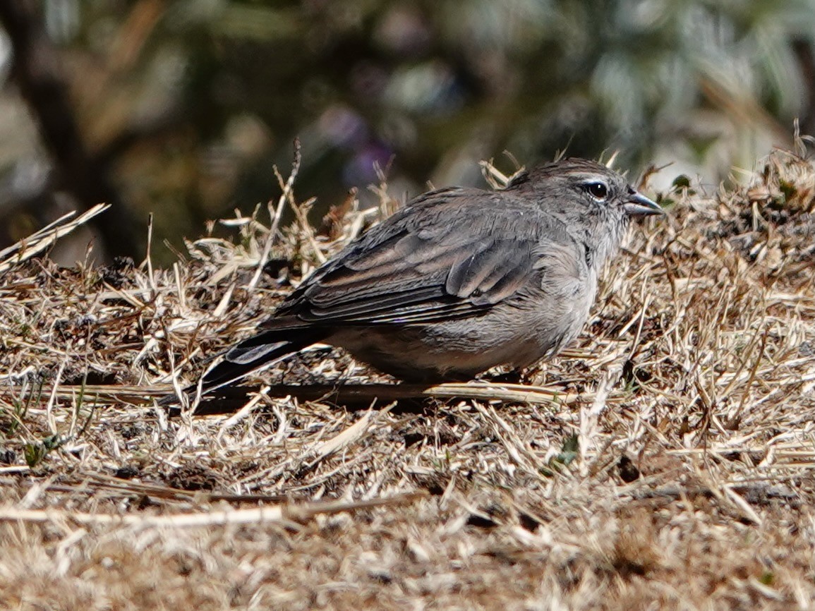 Ash-breasted Sierra Finch - ML641327205