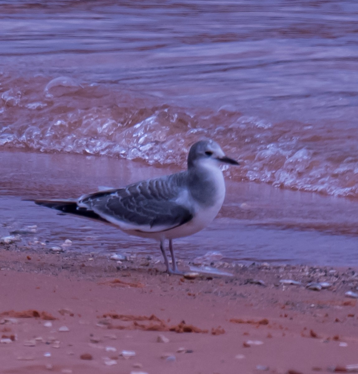 Sabine's Gull - ML641327209