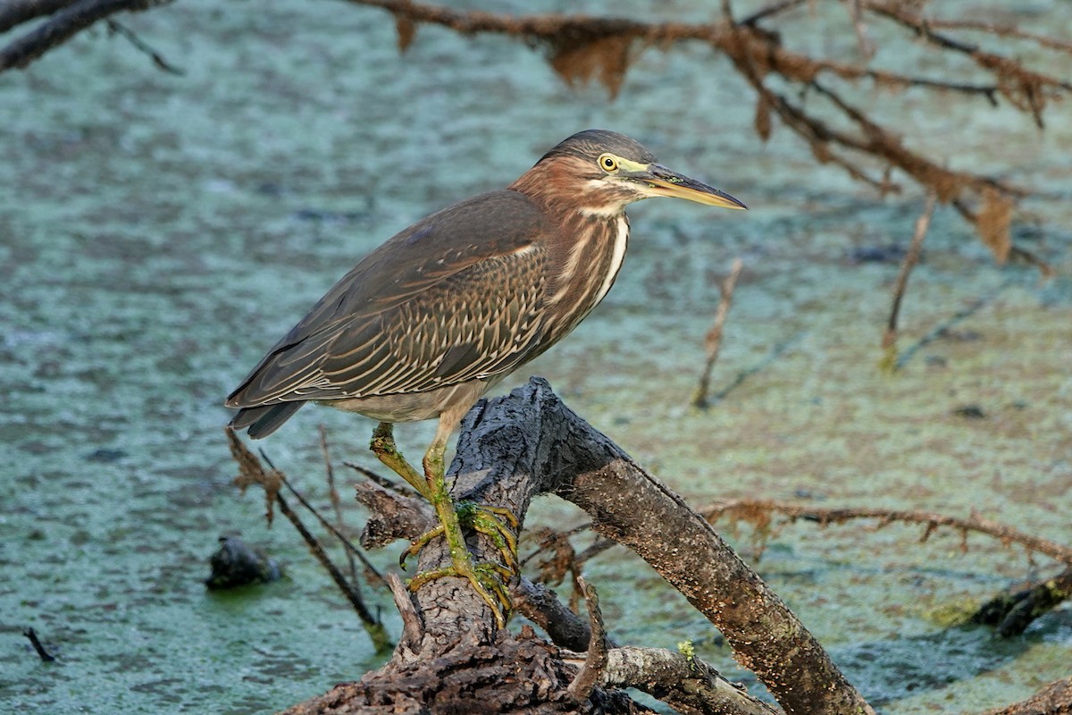 Green Heron - ML641327217