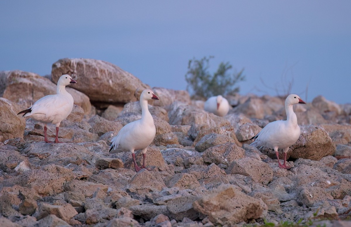Snow Goose - ML641327225