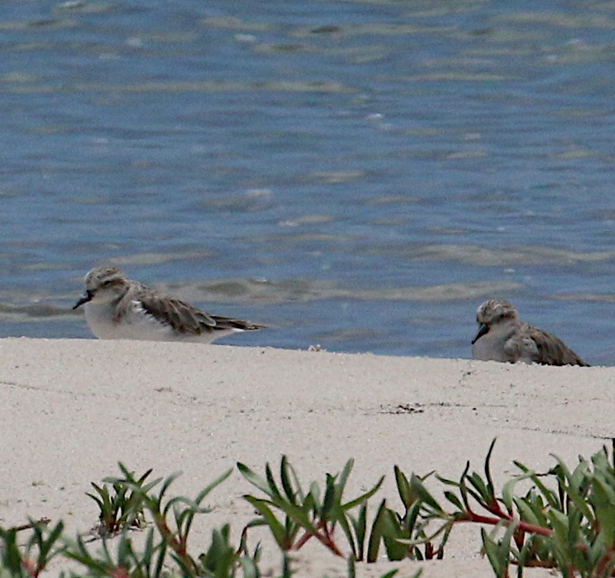 Red-necked Stint - ML641327276