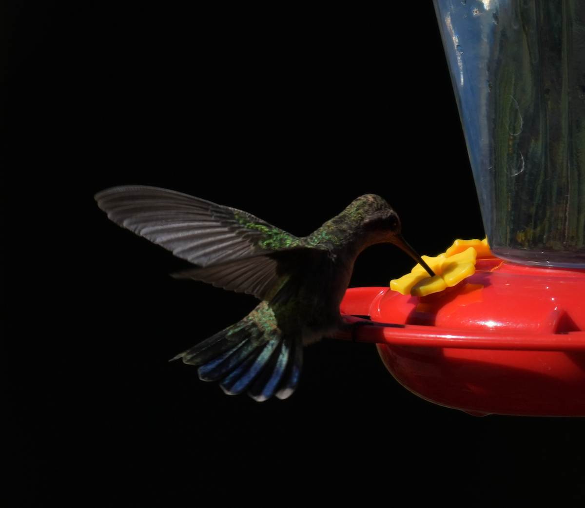 Colibri circé - ML641327278