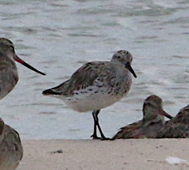 Great Knot - ML641327287
