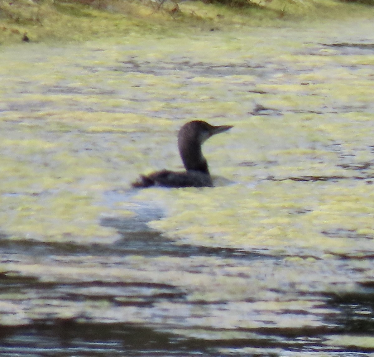 Pacific Loon - ML641327288