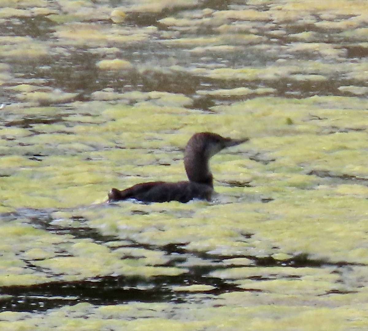 Pacific Loon - ML641327289