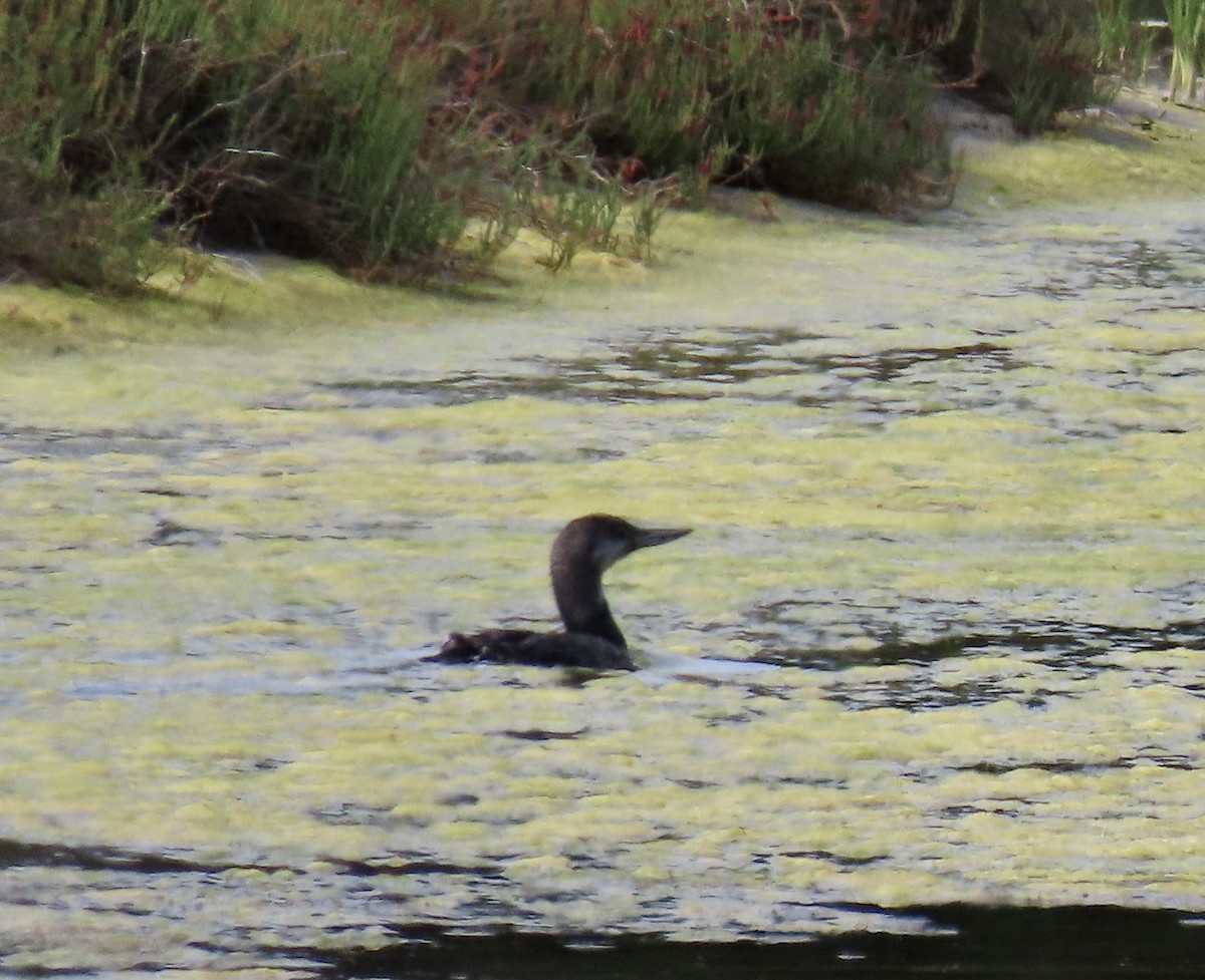 Pacific Loon - ML641327290