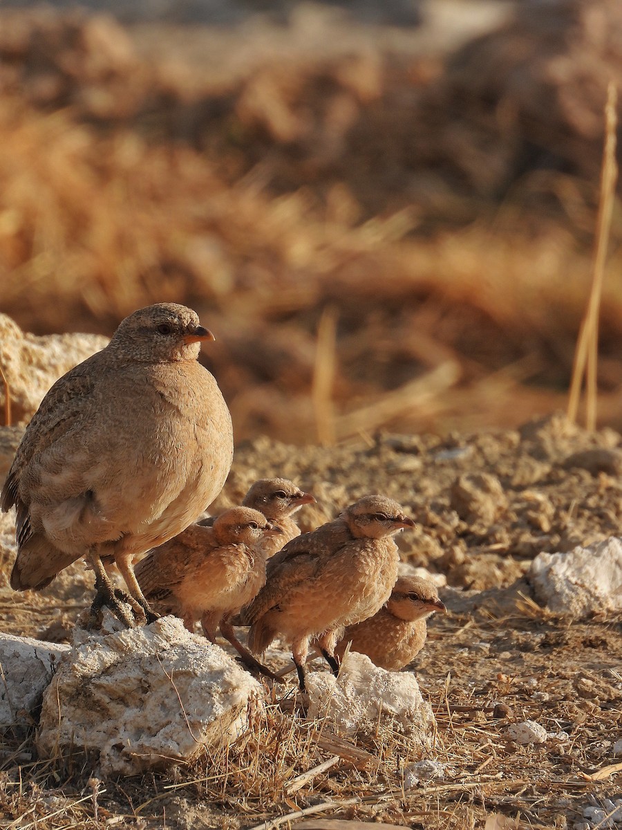 See-see Partridge - ML641327292