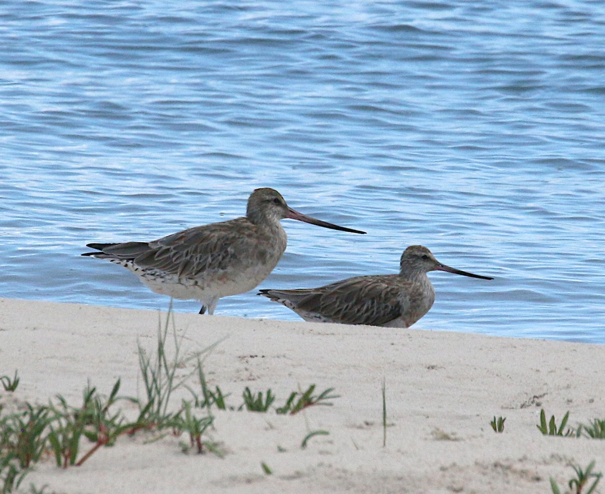 Bar-tailed Godwit (Siberian) - ML641327293