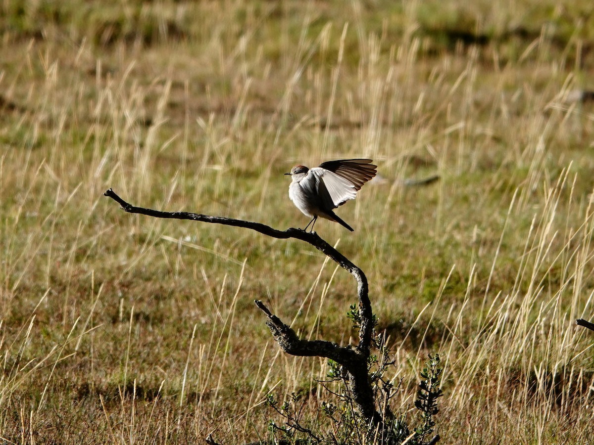 rødkronemarktyrann - ML641327294
