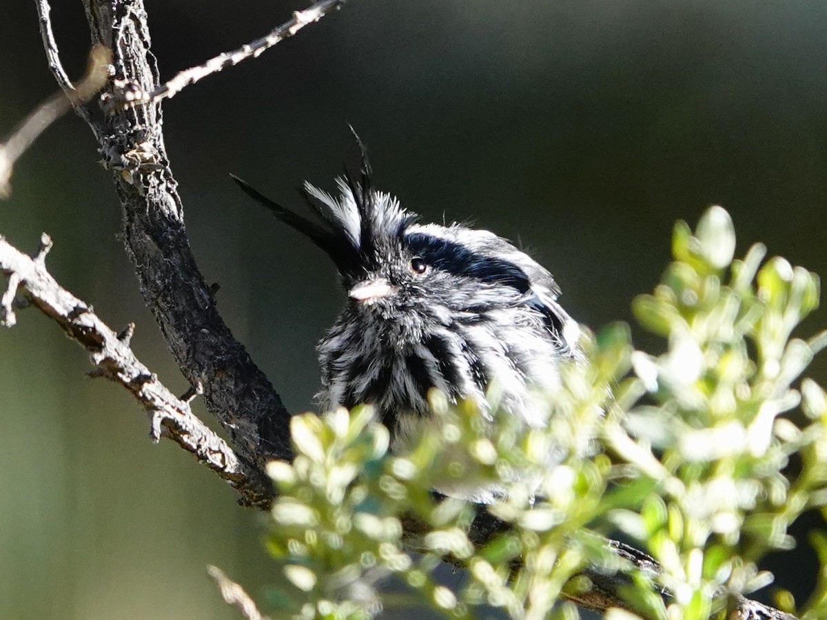 Black-crested Tit-Tyrant - ML641327295