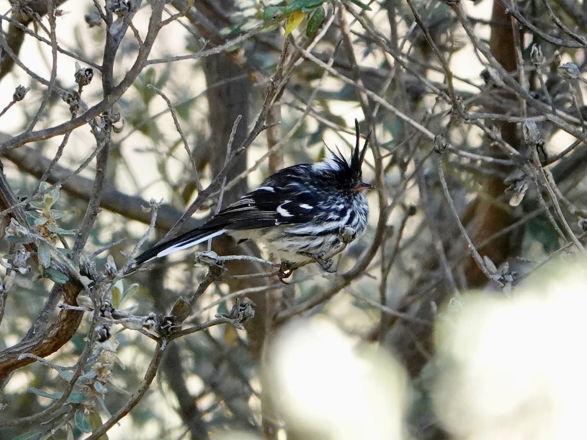 Black-crested Tit-Tyrant - ML641327296