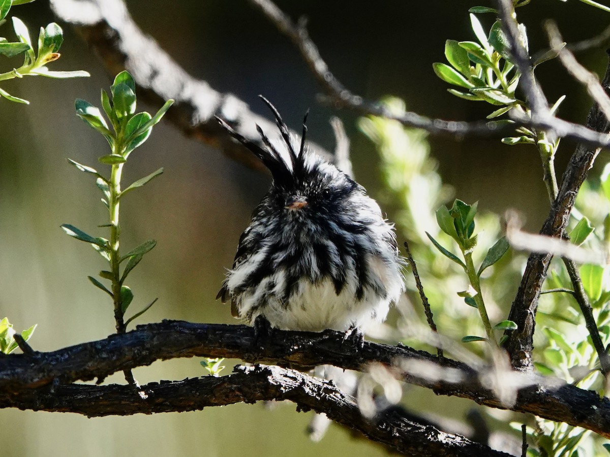 Black-crested Tit-Tyrant - ML641327297