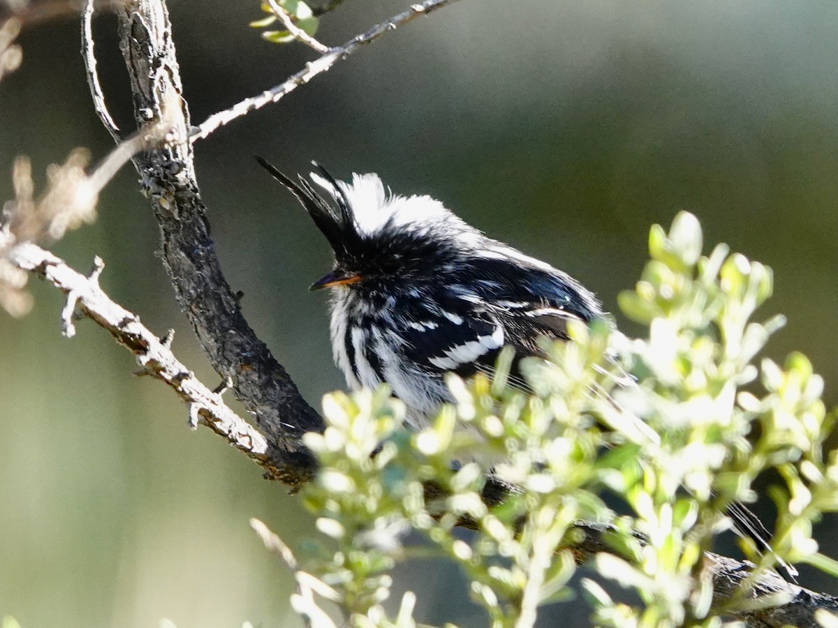 Black-crested Tit-Tyrant - ML641327298