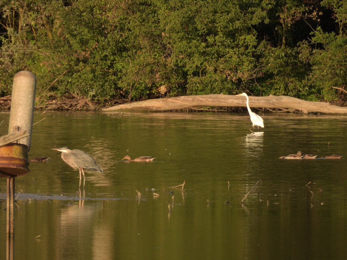 Great Blue Heron - ML641327300