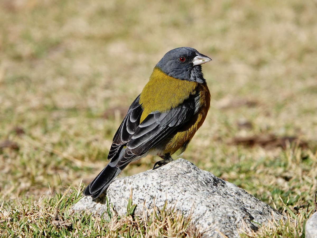 Peruvian Sierra Finch - ML641327310