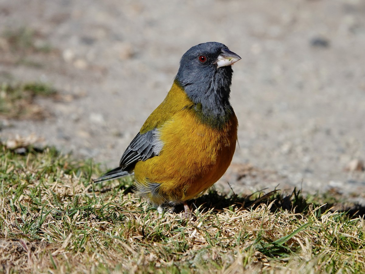 Peruvian Sierra Finch - ML641327311