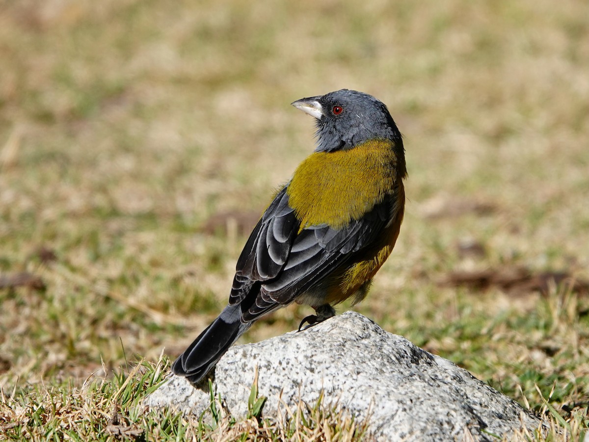 Peruvian Sierra Finch - ML641327312