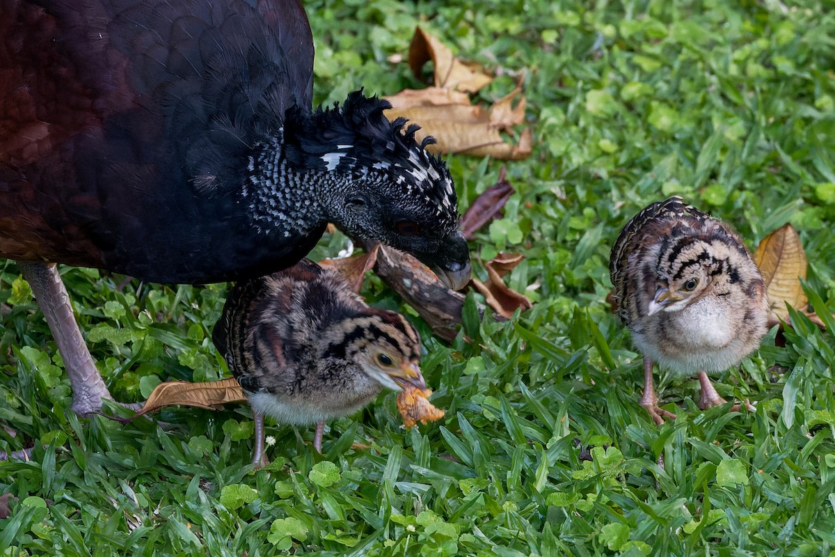 Great Curassow - ML641327314