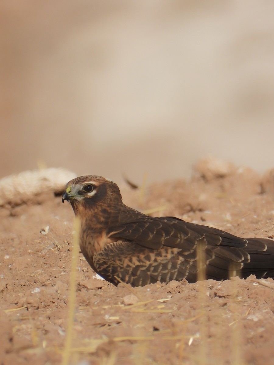 moták lužní - ML641327318