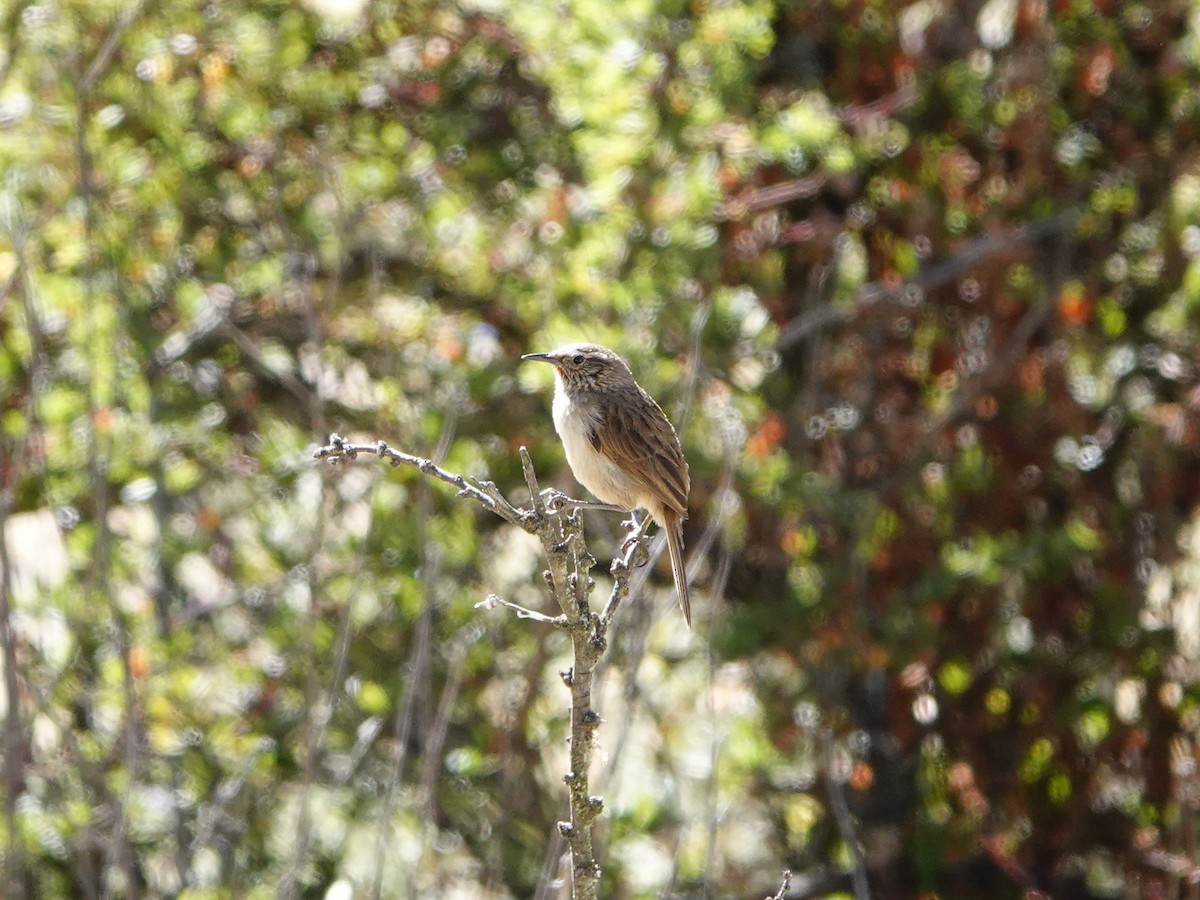 Streak-throated Canastero - ML641327326