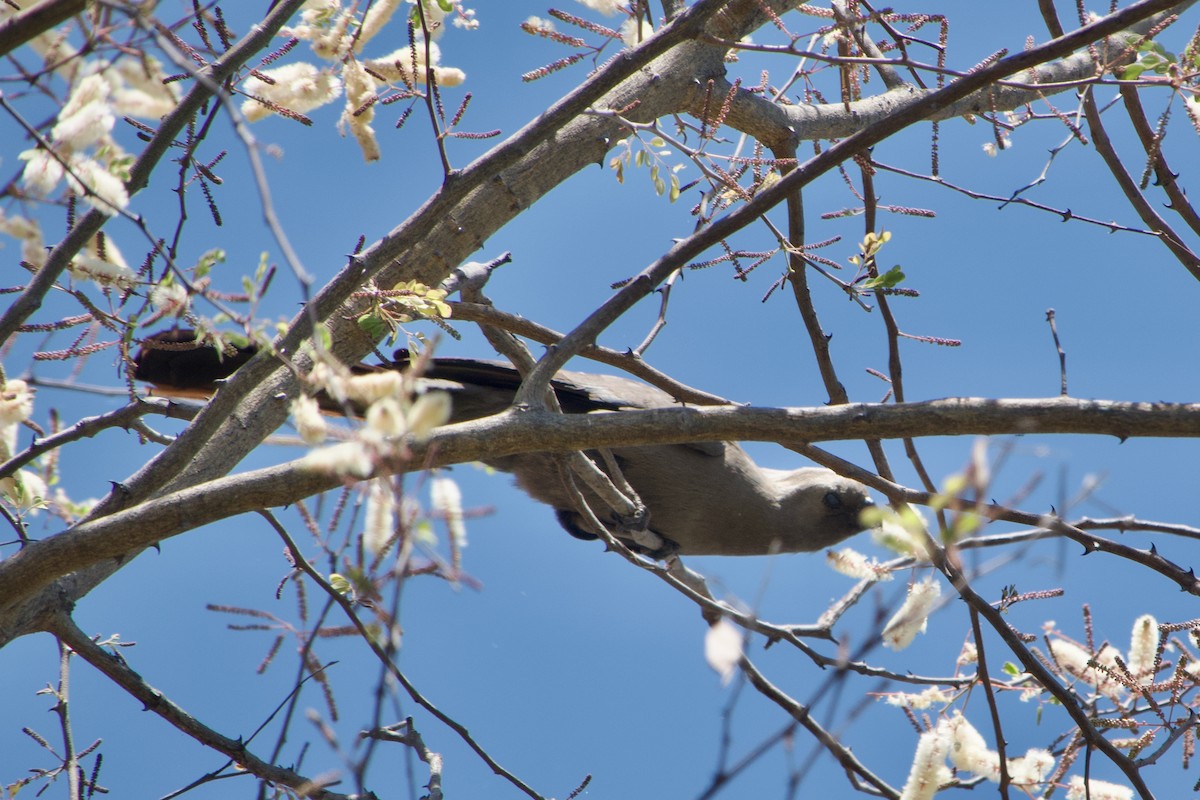 Gray Go-away-bird - ML641327327
