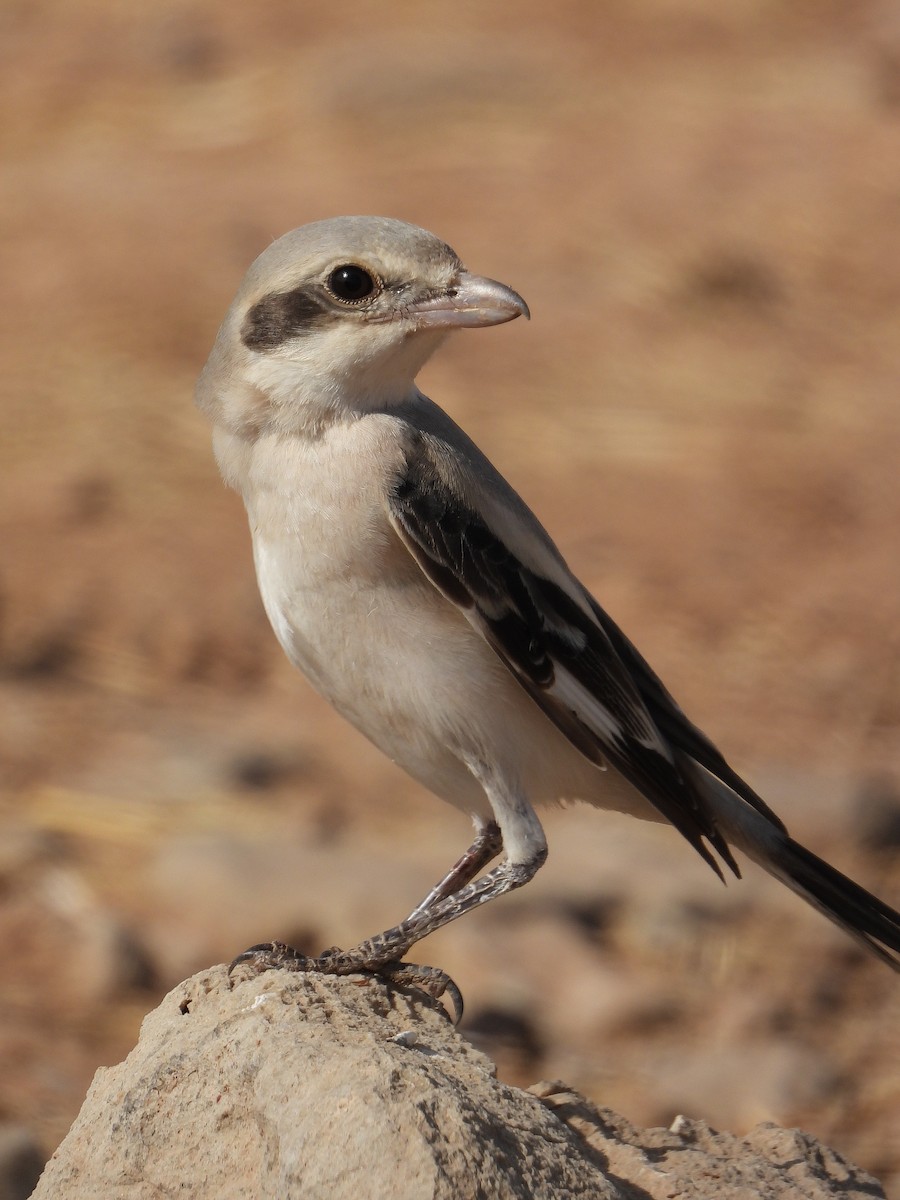 Great Gray Shrike (Steppe) - ML641327328