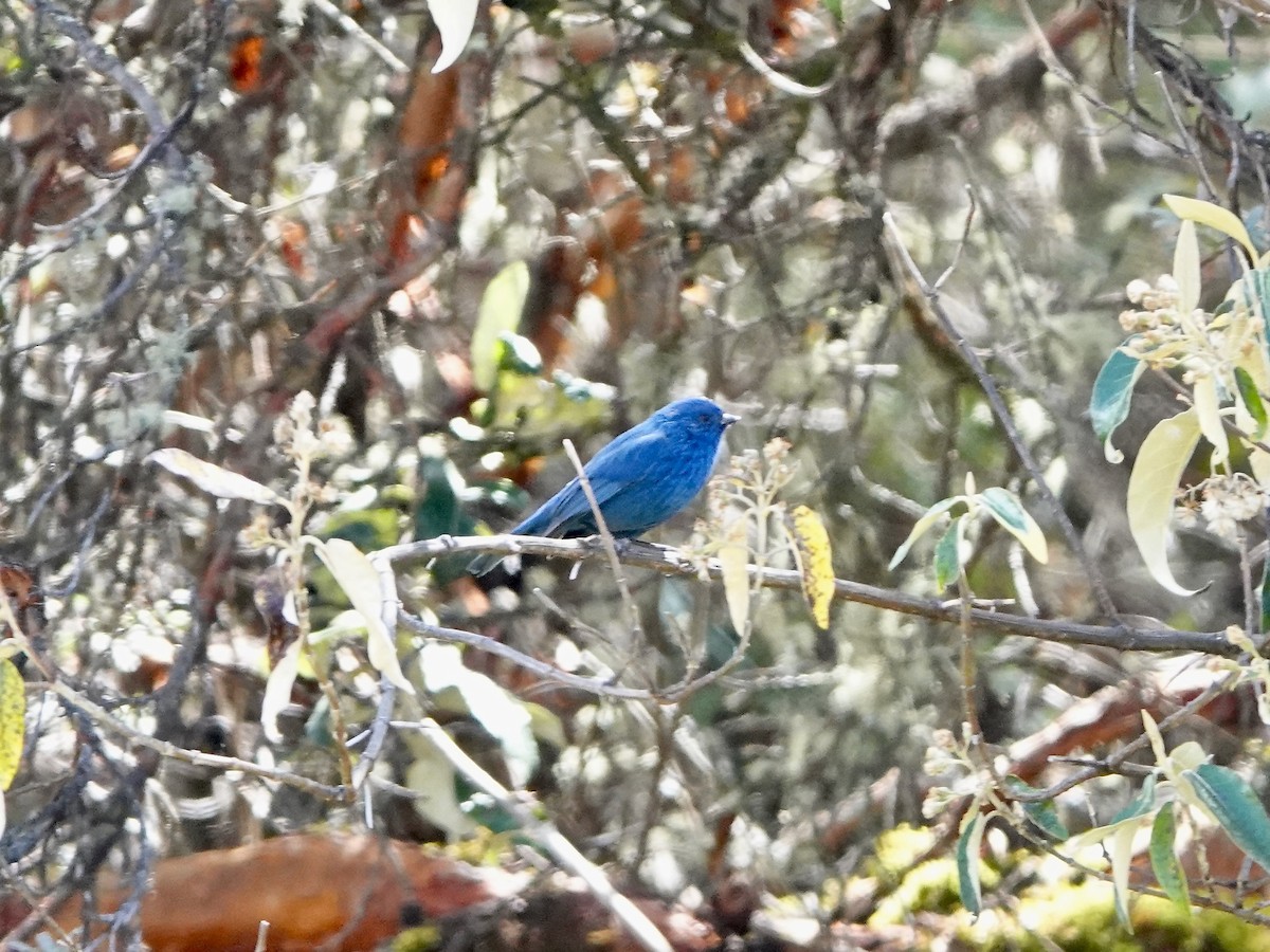 Tit-like Dacnis - ML641327337