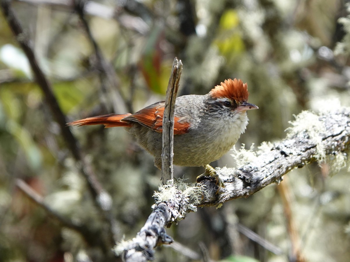 Line-cheeked Spinetail (Baron's) - ML641327344