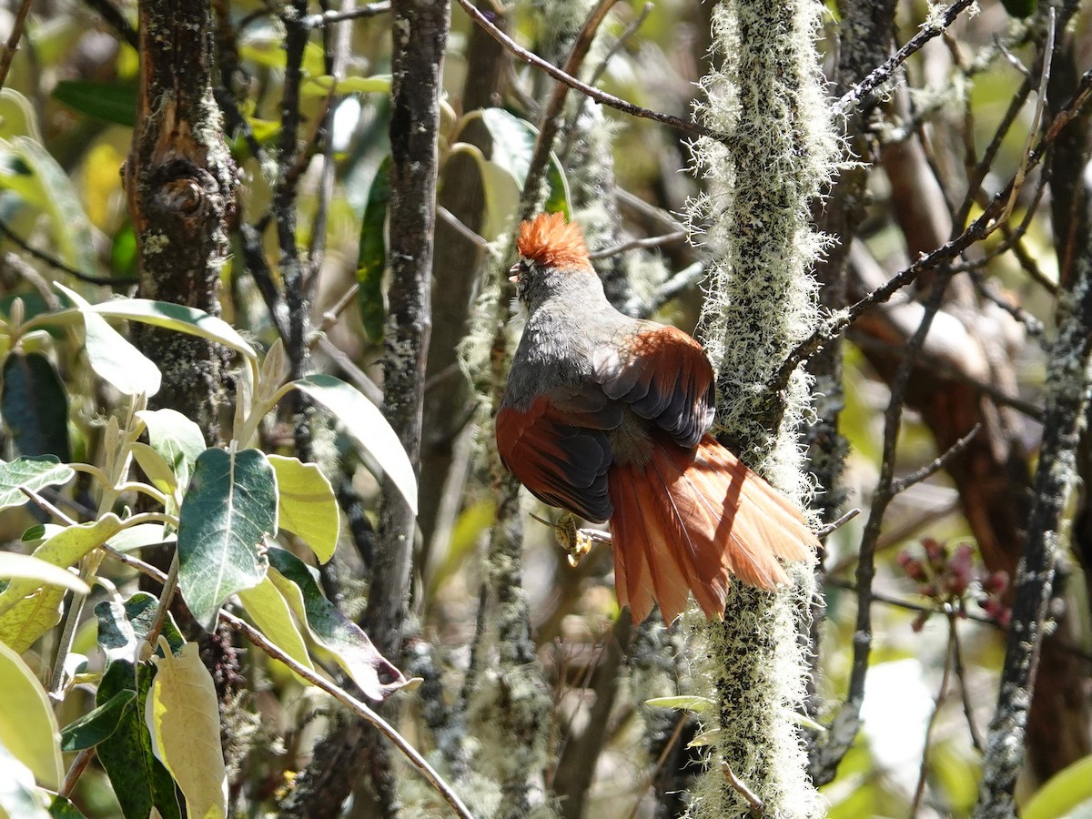 Line-cheeked Spinetail (Baron's) - ML641327345